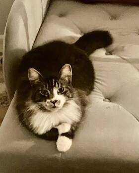 Domestic Short Hair Cats Available for Adoption in Oviedo, Florida - Stetson | PetCurious