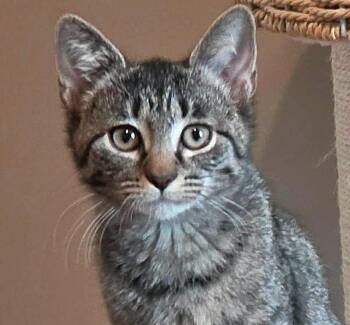 Blue (AO37064) -  Domestic Short Hair Cat for Adoption in Kansas City, Kansas - Blue (AO37064) | PetCurious