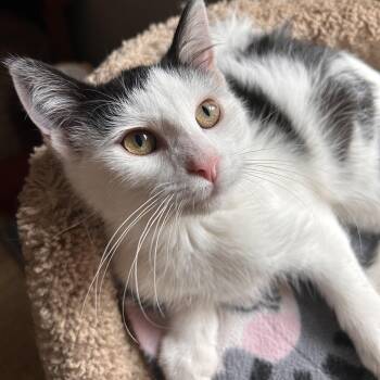Murray -  Domestic Medium Hair Cat for Adoption in Grand Rapids, Michigan - Murray | PetCurious
