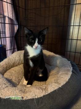 Rescue Tuxedo Cats for Adoption in Johnson City, Tennessee - Faith | PetCurious