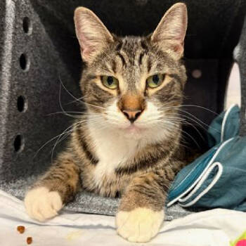 Rescue Domestic Short Hair Cats for Adoption in New York, New York - Tinkerbell | PetCurious