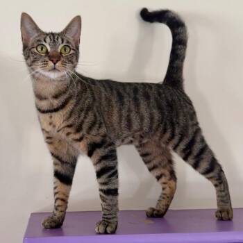 Domestic Short Hair Cats Available for Adoption in Cambria, California - Aspen | PetCurious