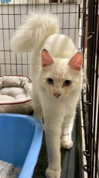 Rescue Domestic Medium Hair Cats for Adoption in Portland, Indiana - Heather | PetCurious