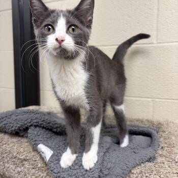 Cantaloupe -  Domestic Short Hair Cat for Adoption in Valparaiso, Indiana - Cantaloupe | PetCurious