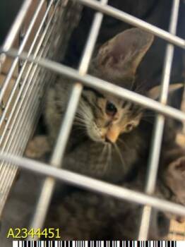 DRIVER -  Domestic Short Hair Cat for Adoption in West Palm Beach, Florida - DRIVER | PetCurious