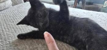 Poe - Book Club -  Bombay Cat for Adoption in Anthem, Arizona - Poe - Book Club | PetCurious