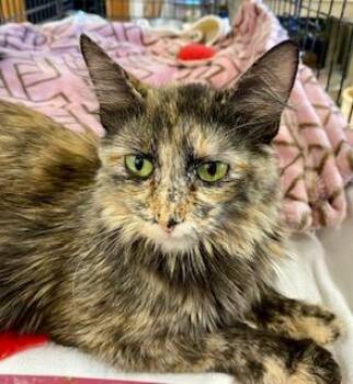 Tabby Cats Available for Adoption - Greta | PetCurious