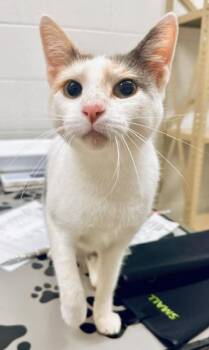 HORCHATA -  Domestic Short Hair Cat for Adoption in Derwood, Maryland - HORCHATA | PetCurious