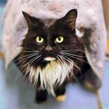 Domestic Long Hair and Domestic Short Hair Cats Available for Adoption in Woodinville, Washington - Lorelai | PetCurious