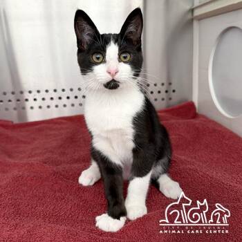 Domestic Short Hair Cats Available for Adoption in Irvine, California - PANDA | PetCurious