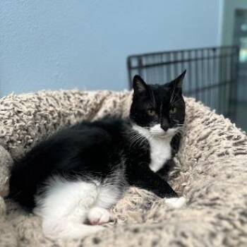 Cuddles -  Domestic Short Hair Cat for Adoption in Lakewood, Colorado - Cuddles | PetCurious
