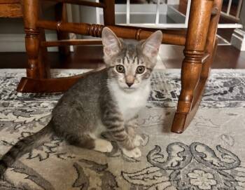 Rescue Domestic Short Hair Cats for Adoption in Millcreek, Utah - Tony | PetCurious