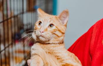 Rescue Tabby Cats for Adoption in Le Mars, Iowa - Wallace | PetCurious