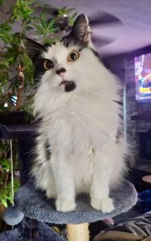 Nova -  Domestic Long Hair Cat for Adoption in Plain City, Ohio - Nova | PetCurious