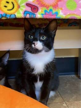 Elaine -  Domestic Short Hair Cat for Adoption in Fargo, North Dakota - Elaine | PetCurious