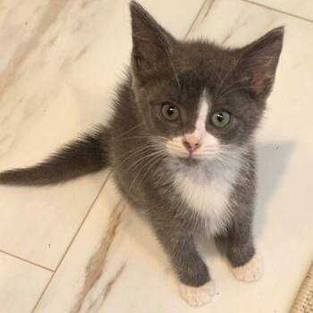 Sprinkler -  Domestic Short Hair Cat for Adoption in Cumming, Georgia - Sprinkler | PetCurious