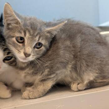 Space Invader -  Domestic Short Hair Cat for Adoption in Pittsburgh, Pennsylvania - Space Invader | PetCurious