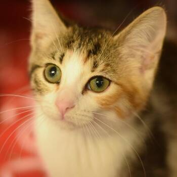 Domestic Short Hair Cats Available for Adoption in Belleville, Illinois - Cela (Pitty Pat) | PetCurious