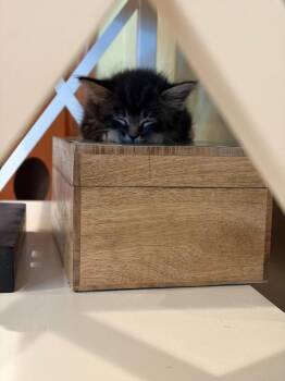 Samantha (Sammi) -  Domestic Medium Hair Cat for Adoption in Sebastian, Florida - Samantha (Sammi) | PetCurious