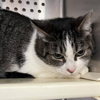 Domestic Short Hair Cats Available for Adoption in Roanoke, Virginia - Martha | PetCurious