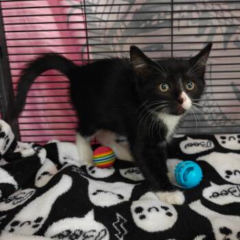 Acorn -  Domestic Short Hair Cat for Adoption in New Orleans, Louisiana - Acorn | PetCurious