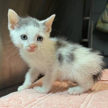 Wavy -  Domestic Short Hair Cat for Adoption in Providence, Rhode Island - Wavy | PetCurious