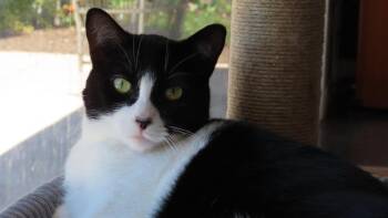 Olive & Dottie -  Domestic Short Hair Cat for Adoption in Alameda, California - Olive & Dottie | PetCurious