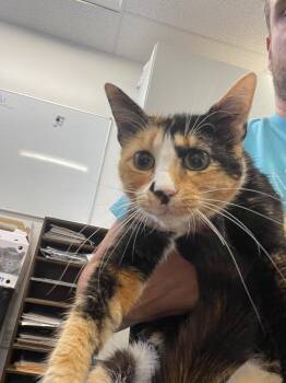 Sleepy -  Domestic Short Hair Cat for Adoption in Thousand Oaks, California - Sleepy | PetCurious