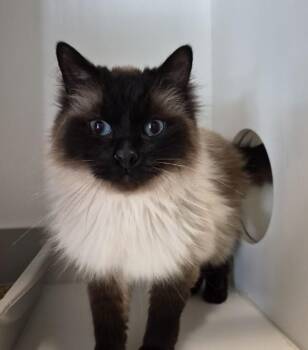 Himalayan and Domestic Long Hair Cats Available for Adoption in Williams Lake, British Columbia - Nelly | PetCurious