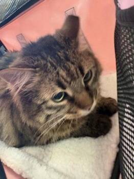 Domestic Medium Hair and Domestic Short Hair Cats Available for Adoption in Morristown, New Jersey - Sebastian | PetCurious