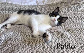 Pablo -  Domestic Short Hair Cat for Adoption in Groveland, Massachusetts - Pablo | PetCurious