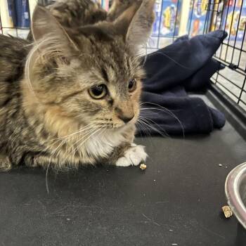 Coco -  Domestic Long Hair Cat for Adoption in Idaho Falls, Idaho - Coco | PetCurious