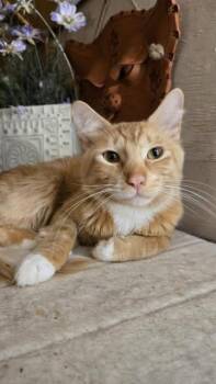 Rescue Domestic Short Hair Cats for Adoption in Chilliwack, British Columbia - Cheeto | PetCurious