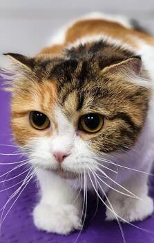 Lilo -  Scottish Fold Cat for Adoption in Snow Hill, Maryland - Lilo | PetCurious