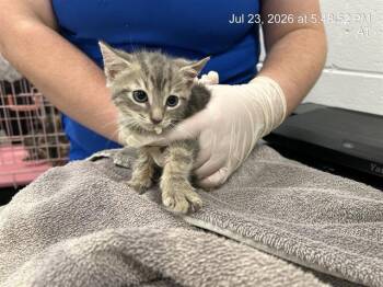 INKY -  Domestic Short Hair Cat for Adoption in Ocala, Florida - INKY | PetCurious