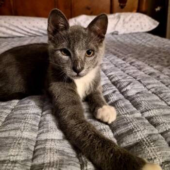 Mory -  Domestic Short Hair Cat Available for Adoption in Guaynabo, Guaynabo - Mory | PetCurious