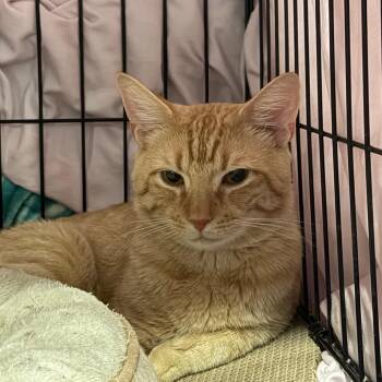 Ponta -  Domestic Short Hair Cat for Adoption - Ponta | PetCurious