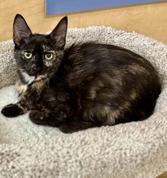 Rescue Tortoiseshell Cats for Adoption in Scottsdale, Arizona - Sienna | PetCurious