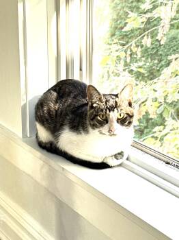 Potter -  Domestic Short Hair Cat for Adoption in Hudson, New York - Potter | PetCurious