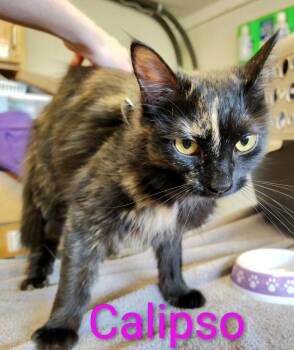 Calipso -  Domestic Medium Hair Cat Available for Adoption in Mena, Arkansas - Calipso | PetCurious