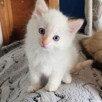 Ghosty Pepper -  Domestic Short Hair Cat for Adoption in Springfield, Oregon - Ghosty Pepper | PetCurious