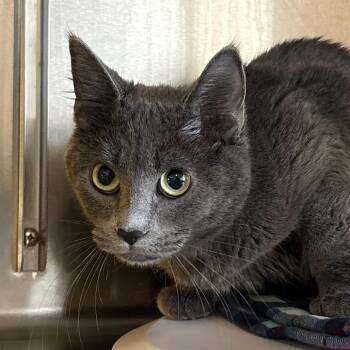 Domestic Short Hair Cats Available for Adoption in Manhattan, Kansas - Layla | PetCurious