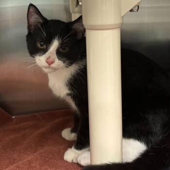 Domestic Short Hair Cats Available for Adoption - Kokomo | PetCurious
