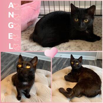 Manx Cats Available for Adoption - Angel | PetCurious
