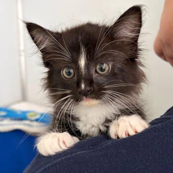 Domestic Medium Hair Cats Available for Adoption in Ojai, California - Hibachi | PetCurious