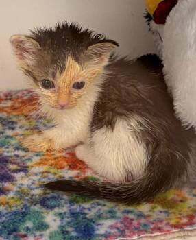 26-333 Bart -  Domestic Short Hair Cat for Adoption in Tarboro, North Carolina - 26-333 Bart | PetCurious