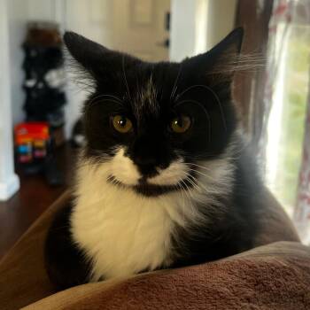 Marvel -  Domestic Medium Hair Cat for Adoption in Evansville, Indiana - Marvel | PetCurious