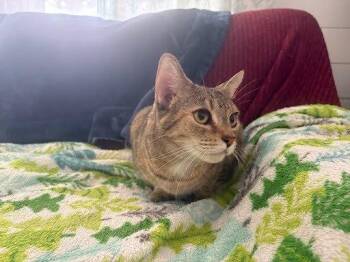 Andrea -  Domestic Short Hair Cat for Adoption in Raleigh, North Carolina - Andrea | PetCurious