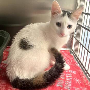 Balderdash -  Domestic Short Hair Cat for Adoption in Warrensburg, Missouri - Balderdash | PetCurious