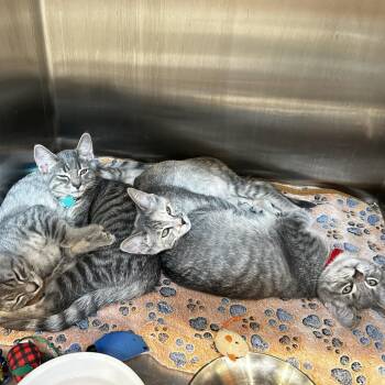 Joker -  Domestic Short Hair Cat for Adoption in Evanston, Illinois - Joker | PetCurious